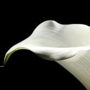 Archie Karas: l’incredibile storia della più grande striscia vincente