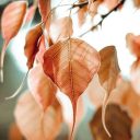 Sic Bo: l’antico gioco di dadi cinese conquista il web