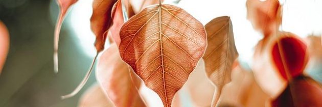 Sic Bo: l’antico gioco di dadi cinese conquista il web