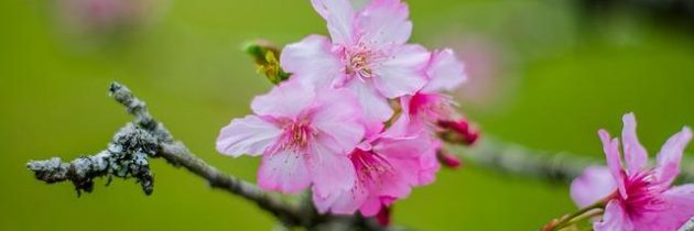 I drink gratis nei casinò: una astuta strategia di marketing