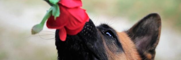 Red Dog: un vecchio gioco di carte adrenalinico e veloce