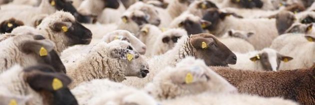 Scommesse live: l’arte di decidere in una frazione di secondo