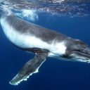 Chi sono le “Whales”? I giocatori high-stakes più ambiti