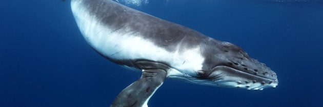 Chi sono le “Whales”? I giocatori high-stakes più ambiti